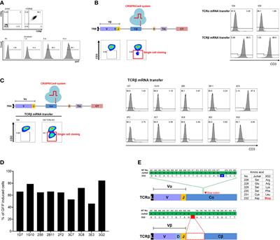 Rapid identification of CMV-specific TCRs via reverse TCR cloning system based on bulk TCR repertoire data